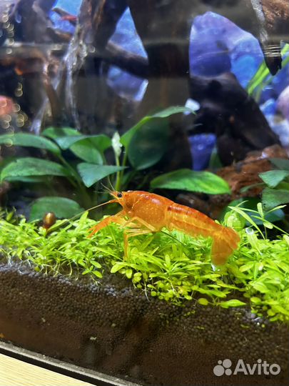 Карликовый рак аквариумный