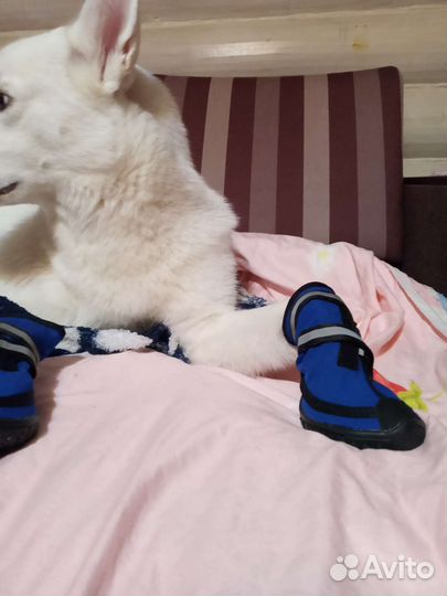 Ботинки для собак XL