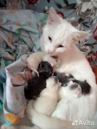Потерялись коты