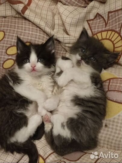 Котята мейн-кун