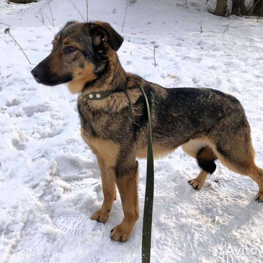 Собаки бесплатно в добрые руки