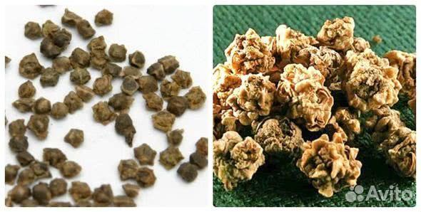 Семена свеклы Лада