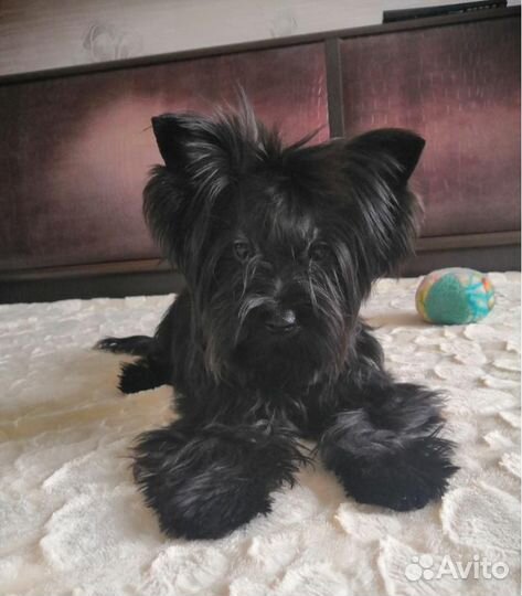 Йоркширский терьер мини черный девочка