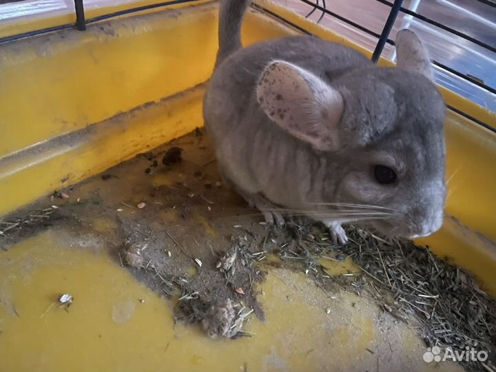 Шиншилла