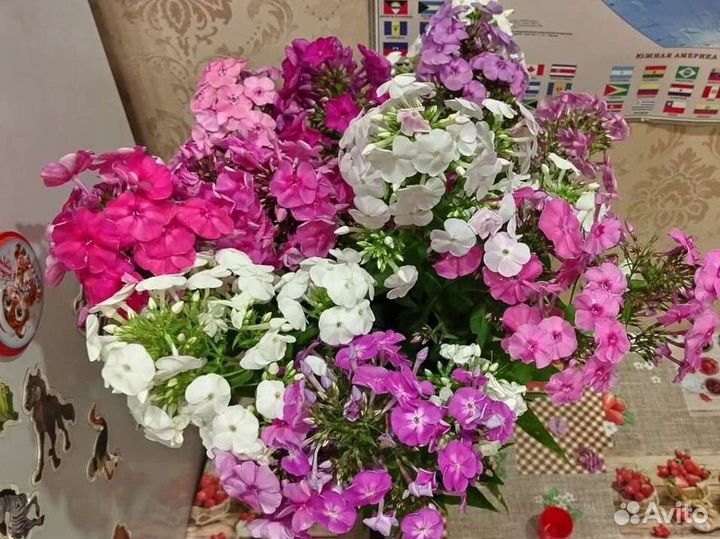 Флоксы многолетние