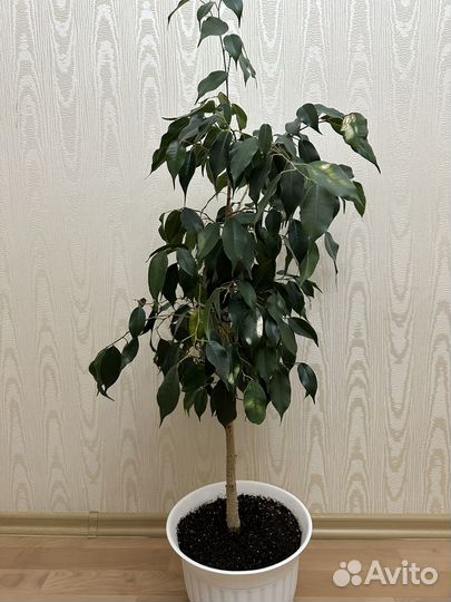 Фикус бенджамина