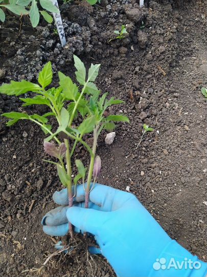 Рассада томатов