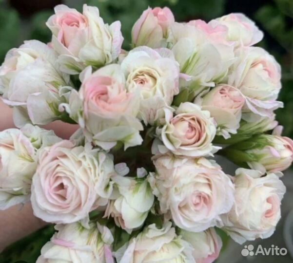 Царская невеста пеларгония сортовая