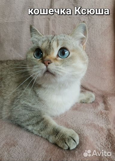 Котейки на выбор