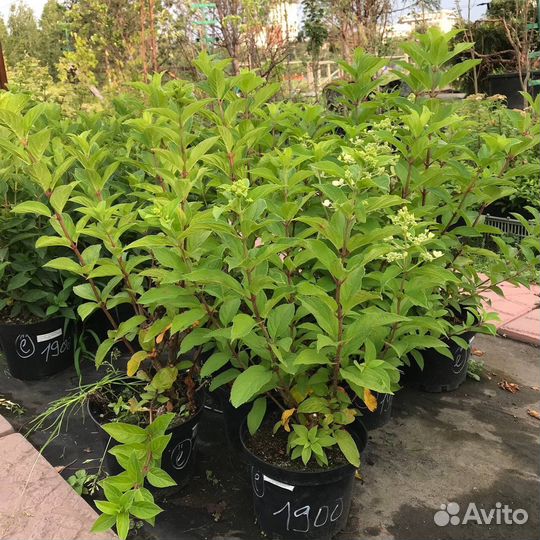 Гортензия метельчатая, барбарисы, спирея в ассорт