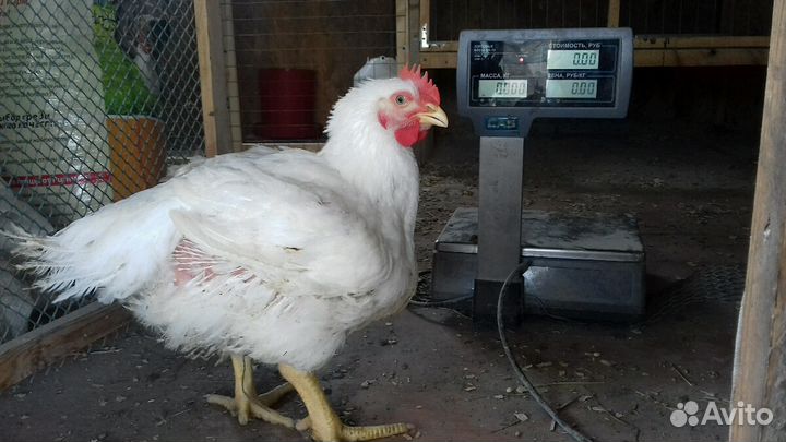 Суточный и подрощенный бройлер