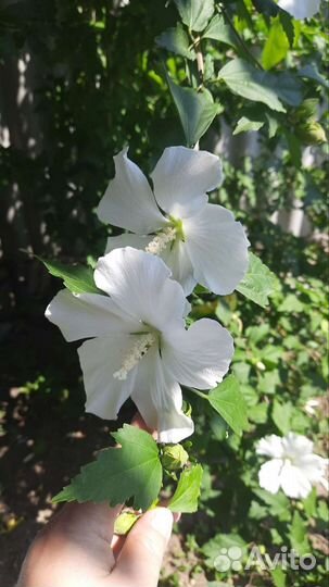 Гибискус травянистый