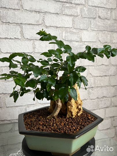 Лигуструм китайский. Комнатная бирючина