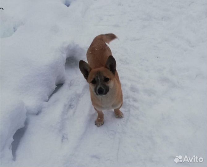 Потерялась собака