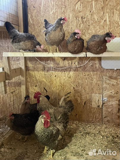 Яйцо маран,легбар,Изабелла,кучинские,голошейка