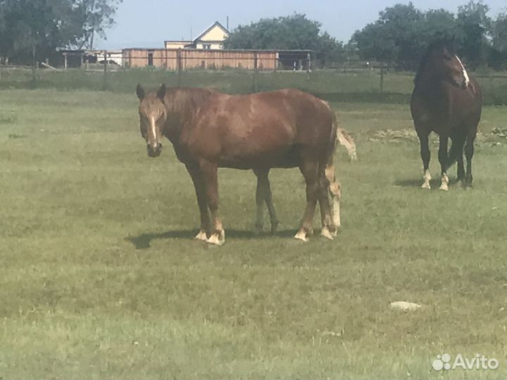 Кобылы с жеребенком