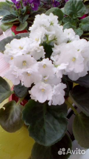 Фиалки: Морской волк, Шансон, Букет невесты