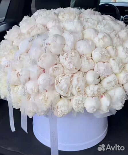 Голландские пионы