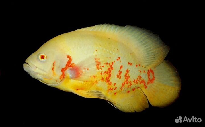 Цихлида Астронотус Альбино