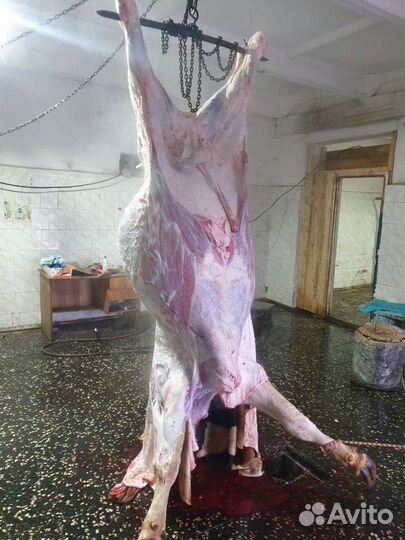 Бычки телки