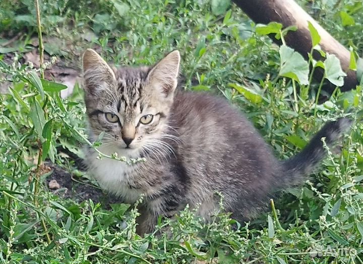 Котята в добрые руки бесплатно
