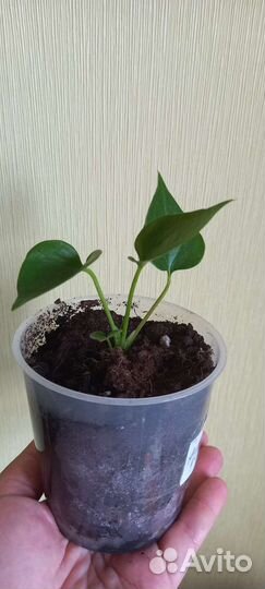 Антуриум красный