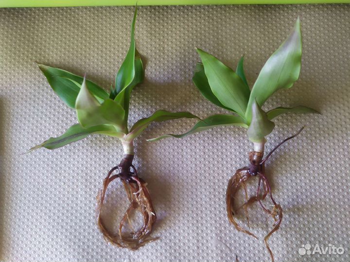 Растение золотой ус (каллисия)