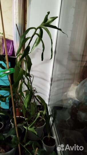 Цветок золотой ус