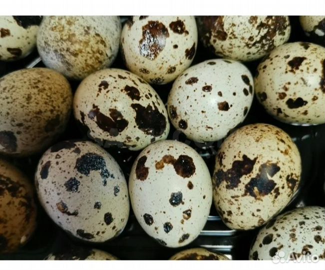 Инкубационное яйцо перепелов техас утяжелёный