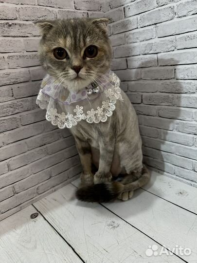 Стрижка собак и кошек