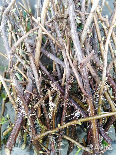 Черенки черной смородины