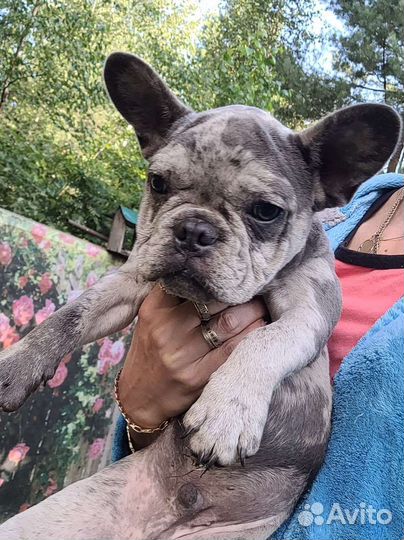 Французский бульдог
