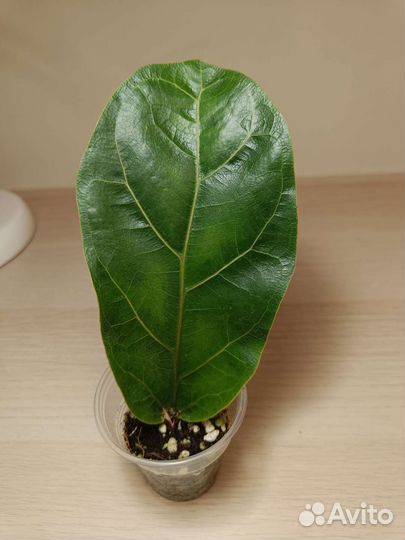 Фикус лирата бамбино