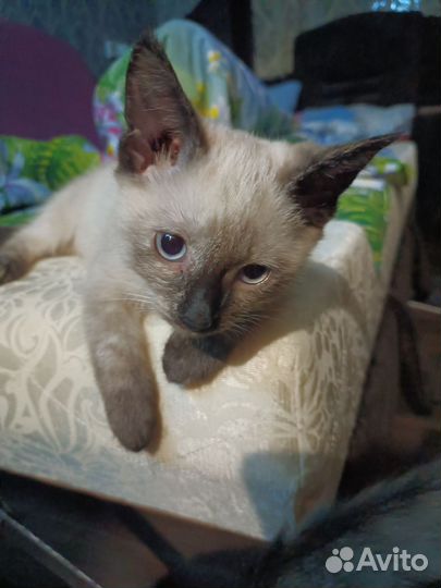 Сиамская кошка