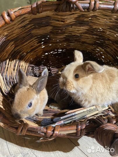 Карликовые кролики