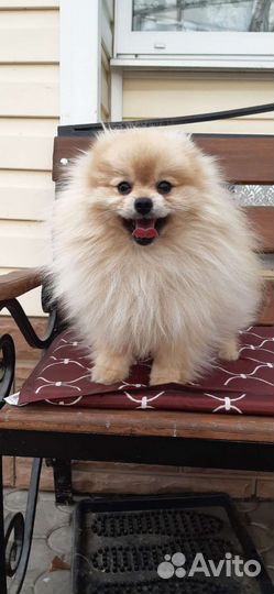 Шпицы. Доставка