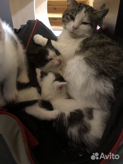 Котята в добрые руки