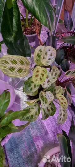 Алоказия, сциндапсус, бегония, фикус, эпипремнум