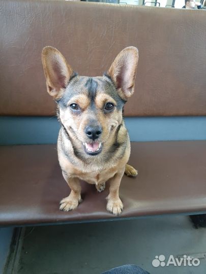 Передержка для животных, Дог-ситтер/зооняня