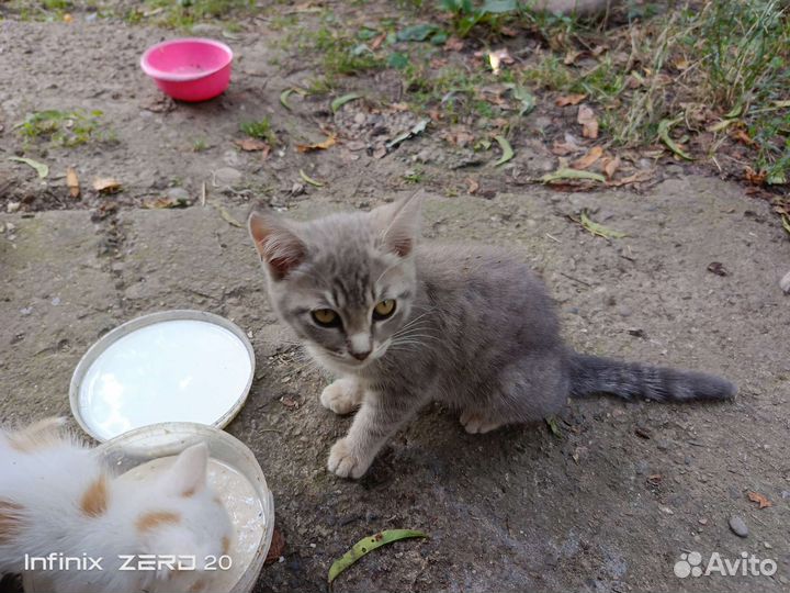 Отдам в добрые руки котят