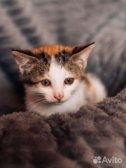 Трёхцветная малышка Сэнди ищет дом