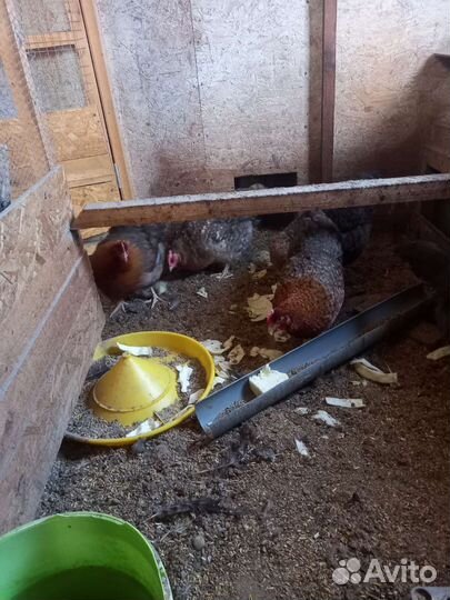 Инкубационное яйцо кур белефельдер