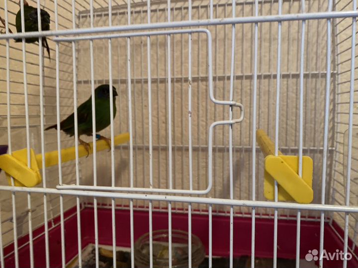 Трехцветные попугайные амадины