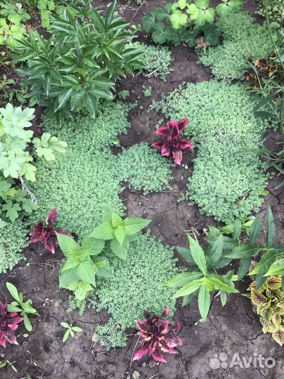 Очиток почвопокровный