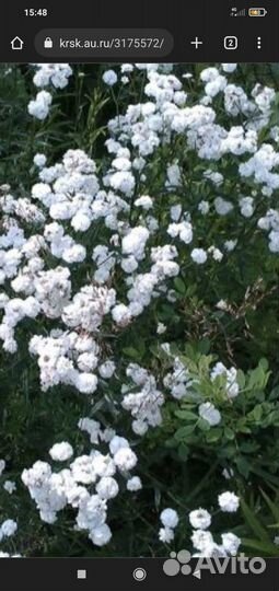 Тысячелистник жемчужина белый многолетник