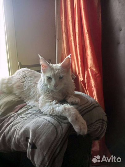 Котята мейн кунята