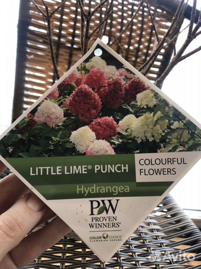 Новинки метельчатая гортензия