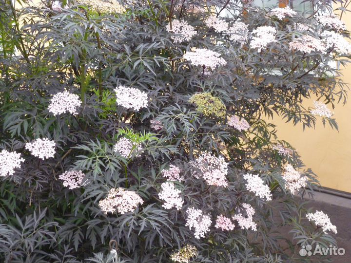 Бузина черная Блек Лейс