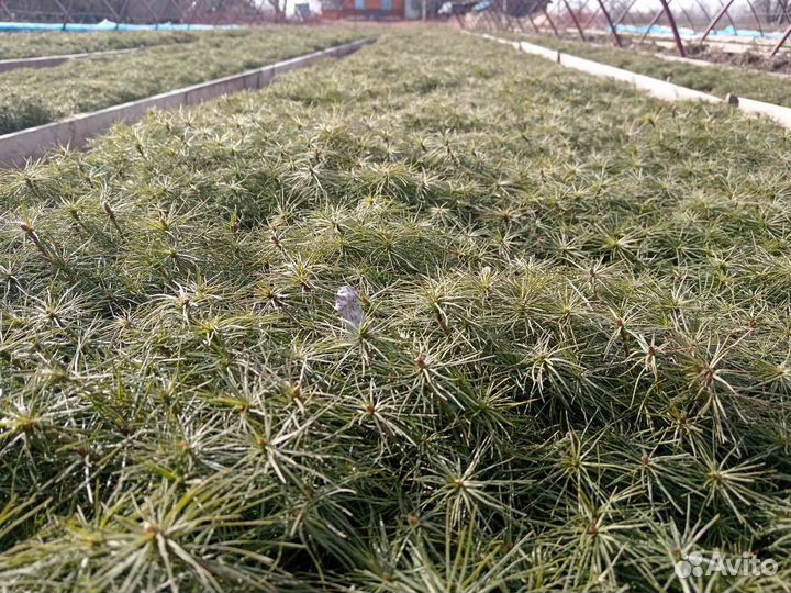Сеянцы сосны обыкновенной от 12 см. 1 млн. 3 р