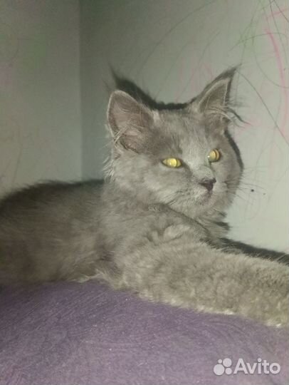 Кошки